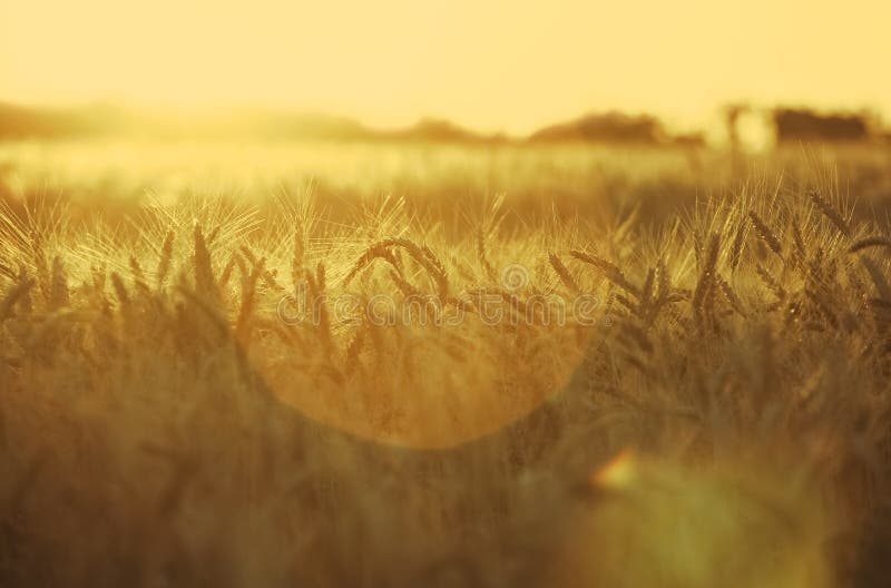 Mature, dry ear of golden wheat in the drops after rain in a field at sunset.