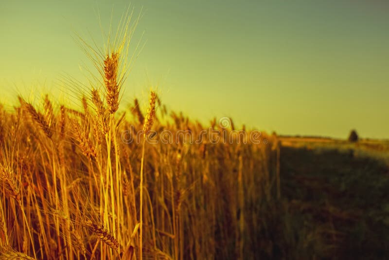 The mature, dry ear of golden wheat in a field at sunset.