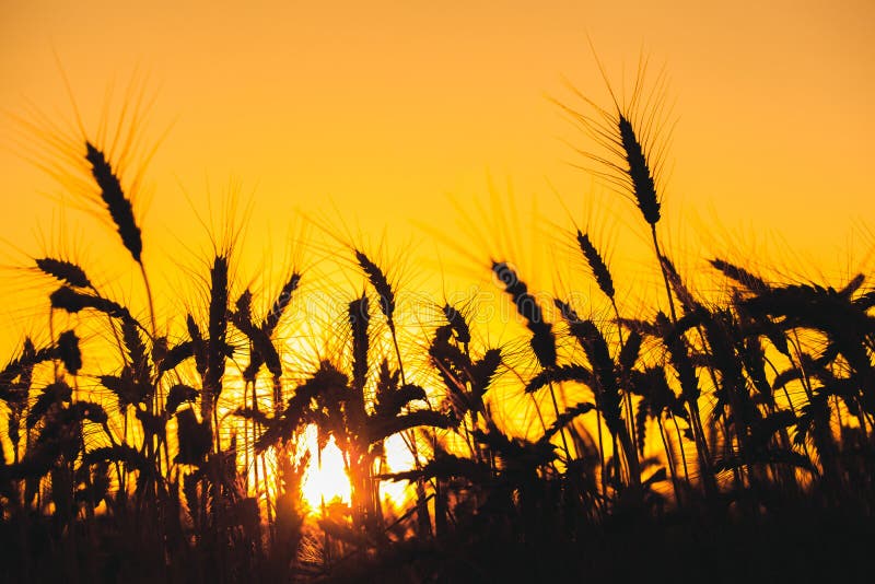 Mature, dry spikelets of wheat gold color close-up in the field on a background sunset.