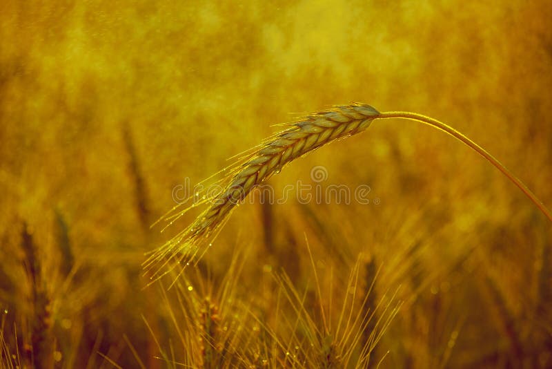 The mature, dry, yellow ear of wheat in the drops of water, on the field after the rain