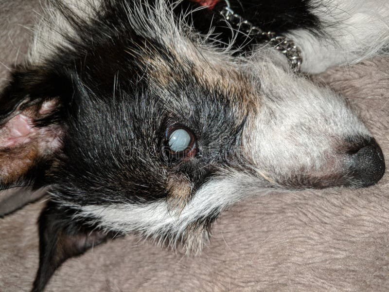 Mature eye cataract in blind dog. Closeup of face. royalty free stock image Mature eye cataract in blind dog. Closeup of face. royalty free stock image