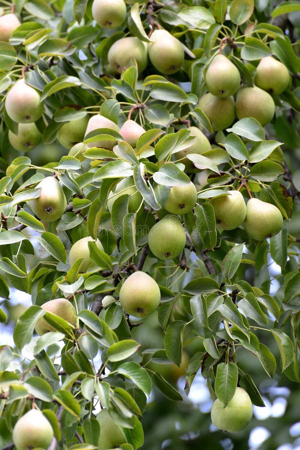 Bildergebnis für pyrus communis