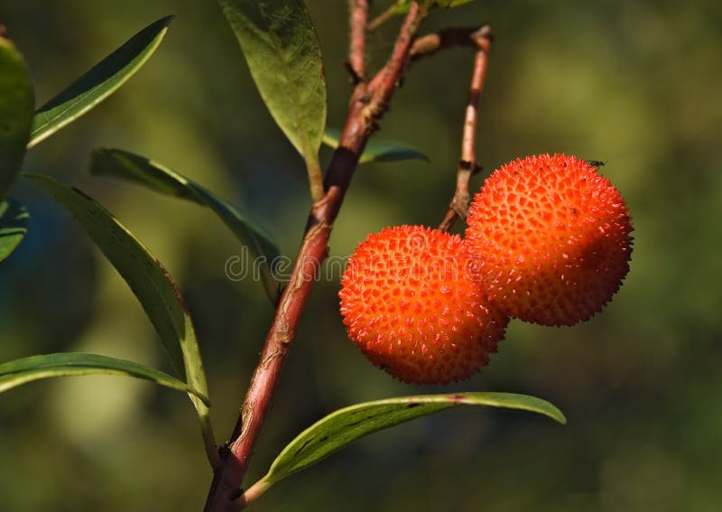 The mature fruits of the Strawberry Tree