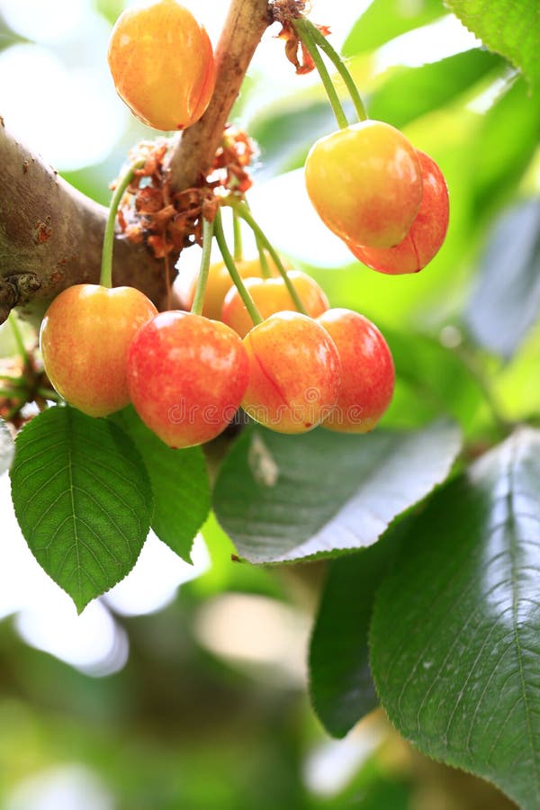 Mature Large Cherry Hanging in a Tree Stock Photo Image of beautiful