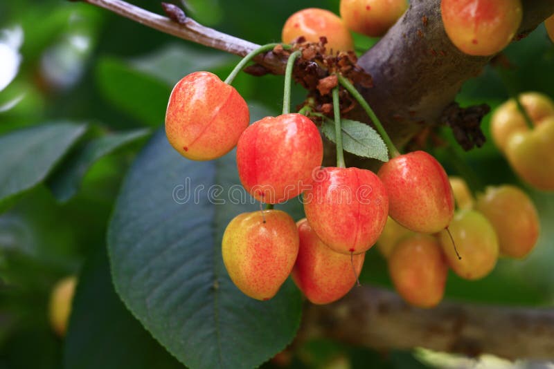Mature Large Cherry Hanging in a Tree Stock Photo Image of fresh