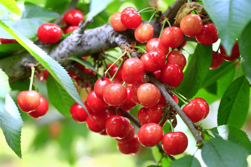 Mature Large Cherry Hanging in a Tree Stock Photo Image of bush, diet