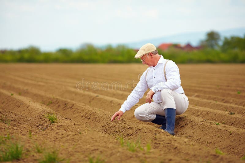 Mature man, farmer on arable field, checking the plant growth royalty free stock image