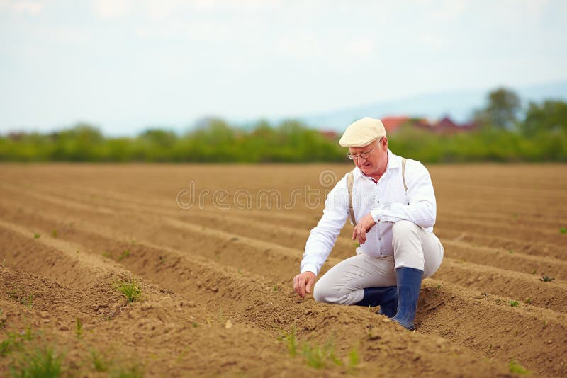 Mature man, farmer on arable field, checking the plant growth royalty free stock image