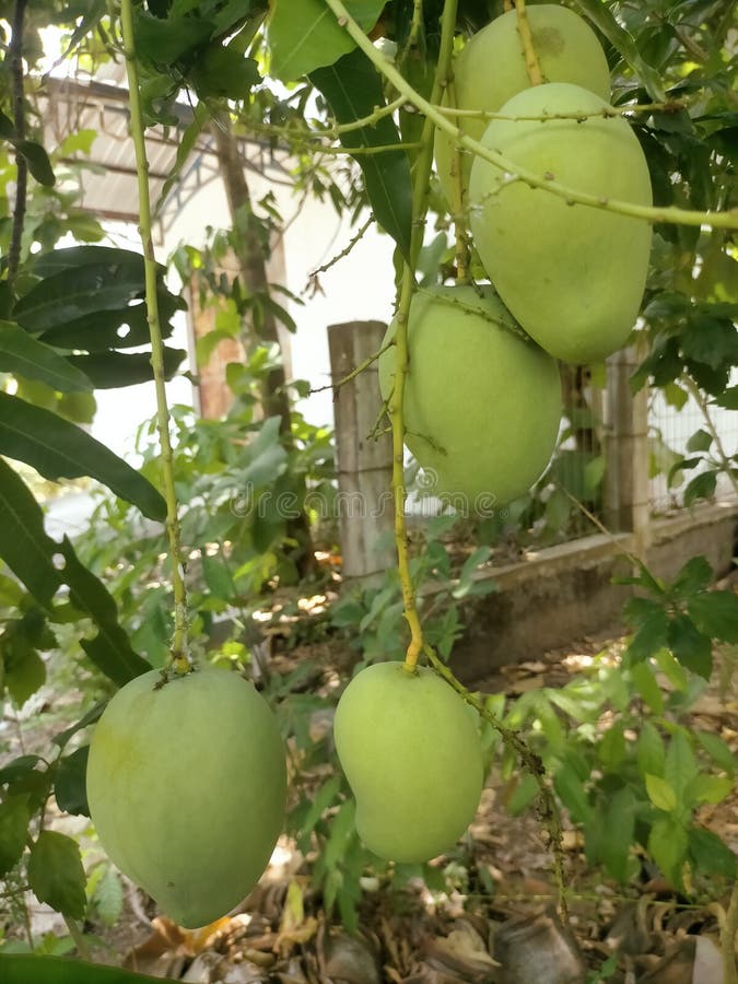 Mature mango in the garden stock image. Image of evergreen 247214459