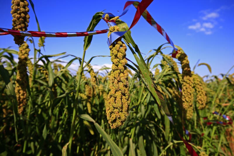 Mature Millet in the Farmland Stock Image Image of grain, food 225151277