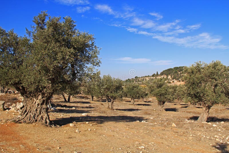 Mature Olive Trees Near Jerusalem, Israel Stock Image Image of east