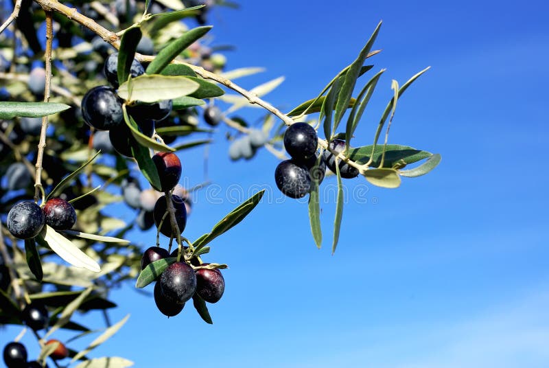 Mature olives on branch.