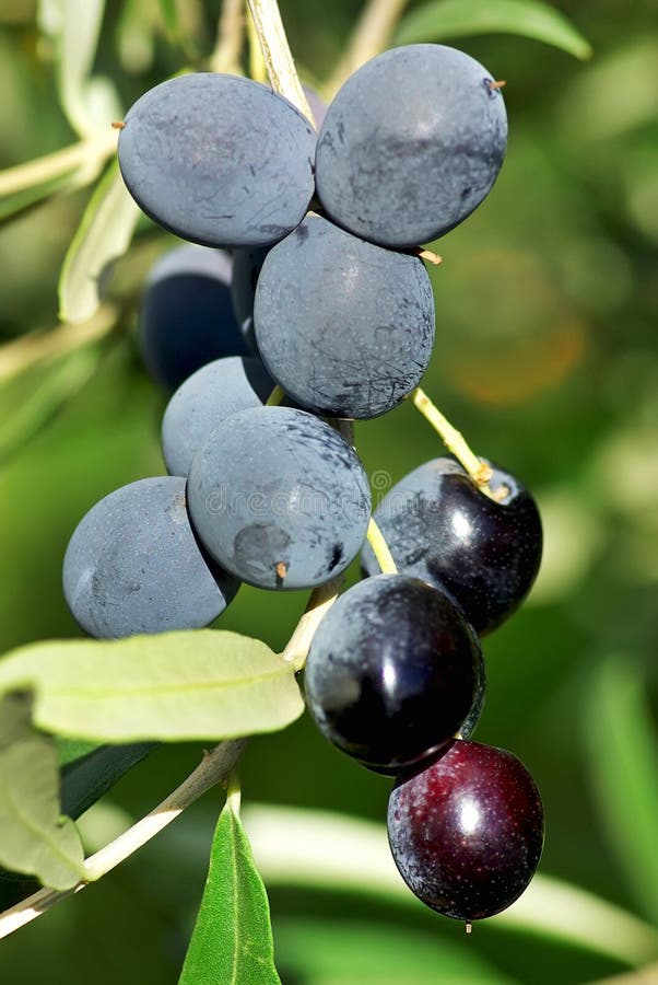 Mature olives on tree.