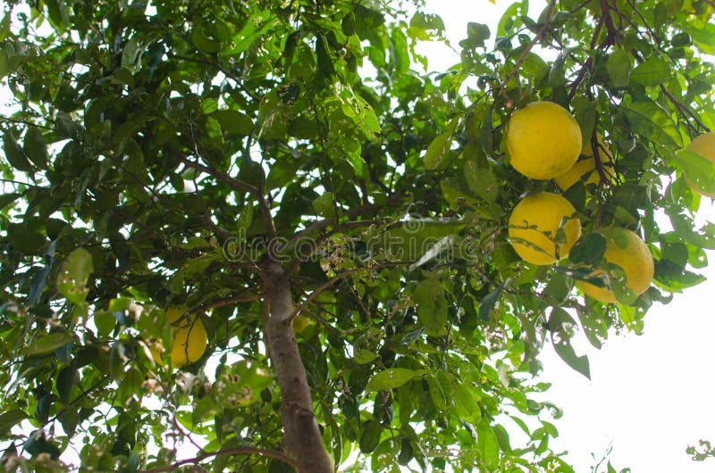 Mature oranges stock image. Image of circular, golden 61017599