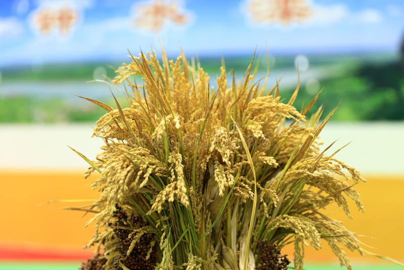 The mature rice stock image