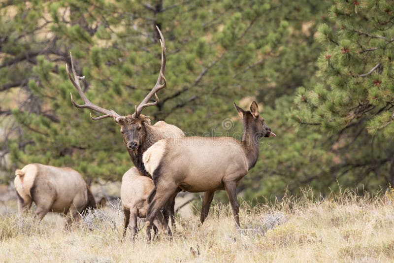 Mature Rocky Mountain Elk in full rut