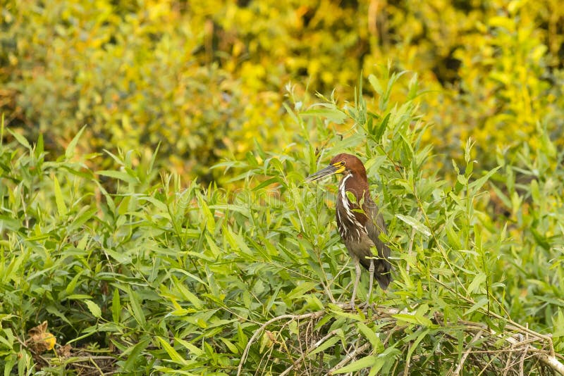 A Mature Rufescent Tiger Heron Perched amongst Bushes