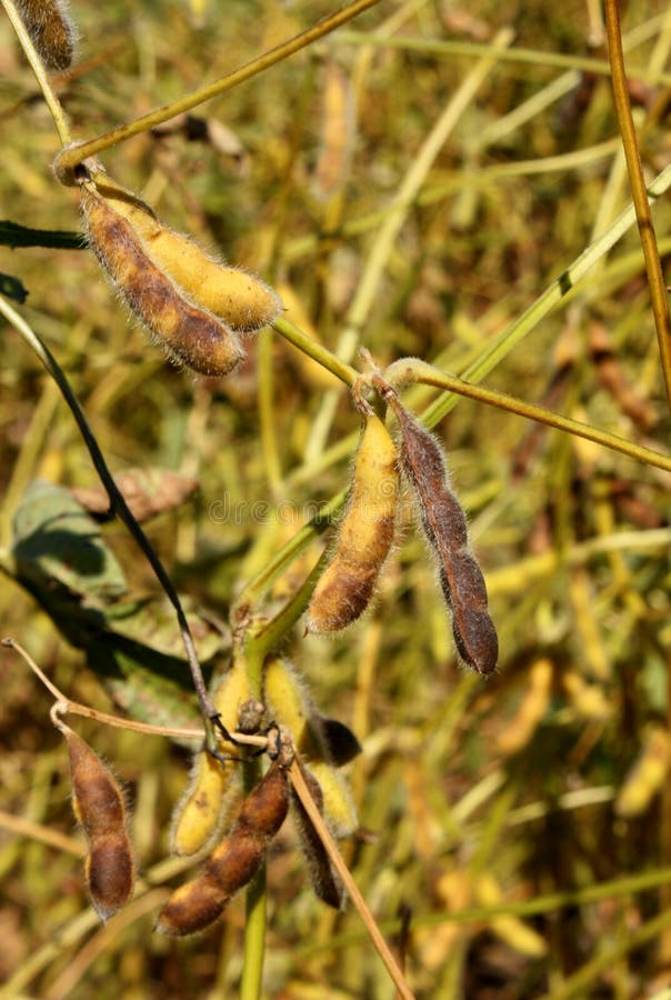 Mature Soybeans stock image. Image of farming, rural 15982035