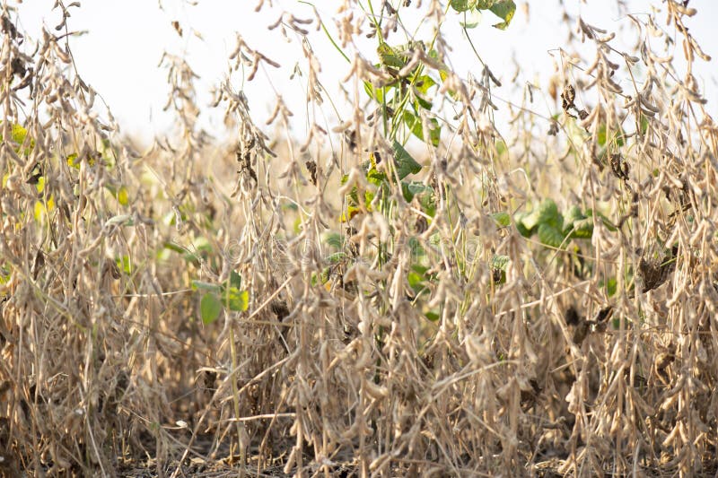 Mature Soybeans on Soybean Plantation in Closeup Stock Photo Image