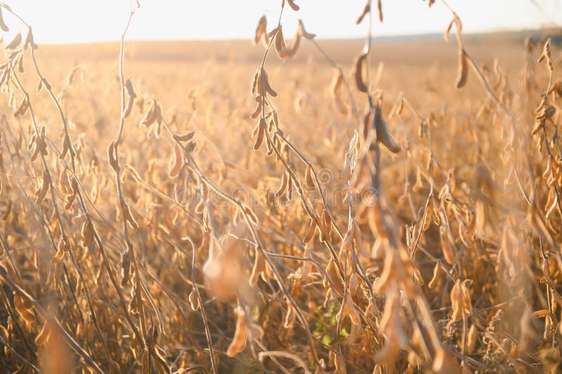 Mature Soybeans on Soybean Plantation in Closeup Stock Photo Image