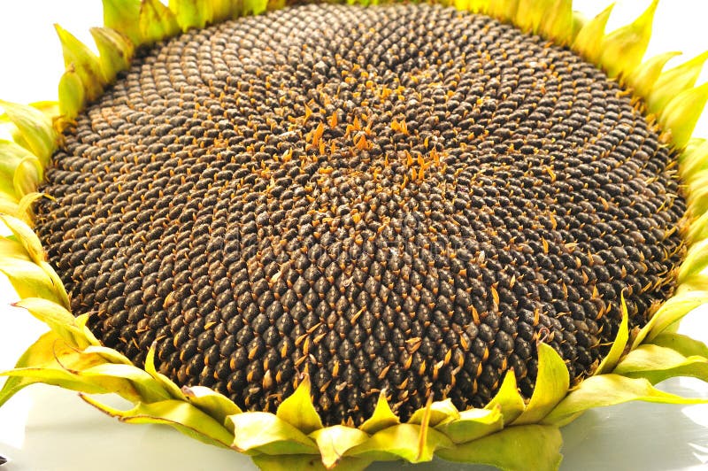 Ripe Mature Sunflower Image Photo