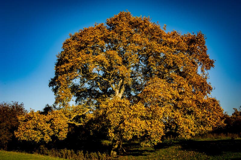 Mature tree in autumn stock photo. Image of supports 61668116