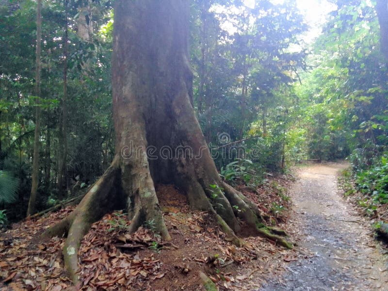 Mature tree with buttressed roots