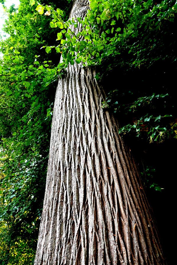 Mature tree with scratched texture bark royalty free stock photography