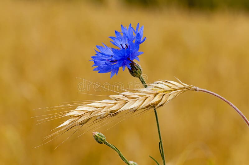 Mature wheat