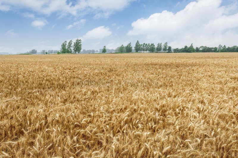 The Mature Wheat Fields in the Harvest Season Stock Photo Image of background, nature 68153864