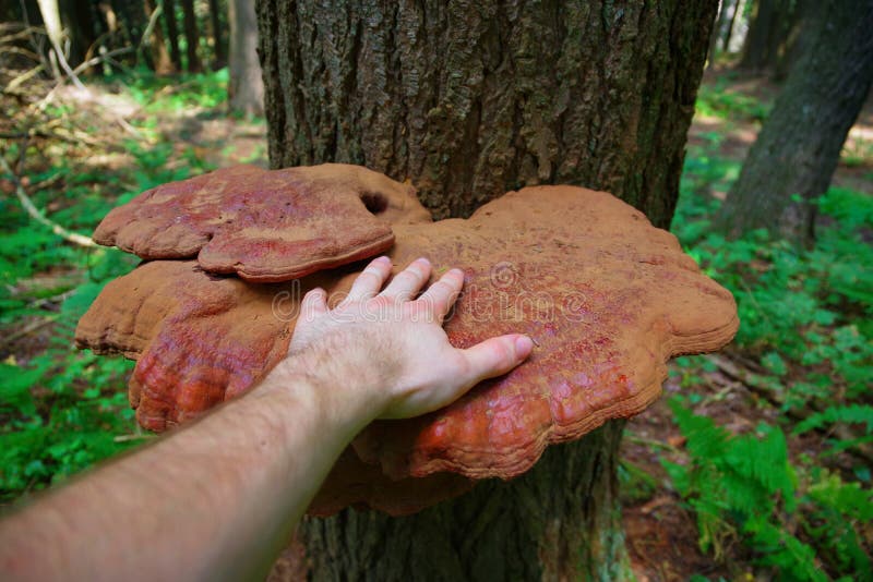 Mature Wild Reishi Mushroom growing on a tree in the Forest