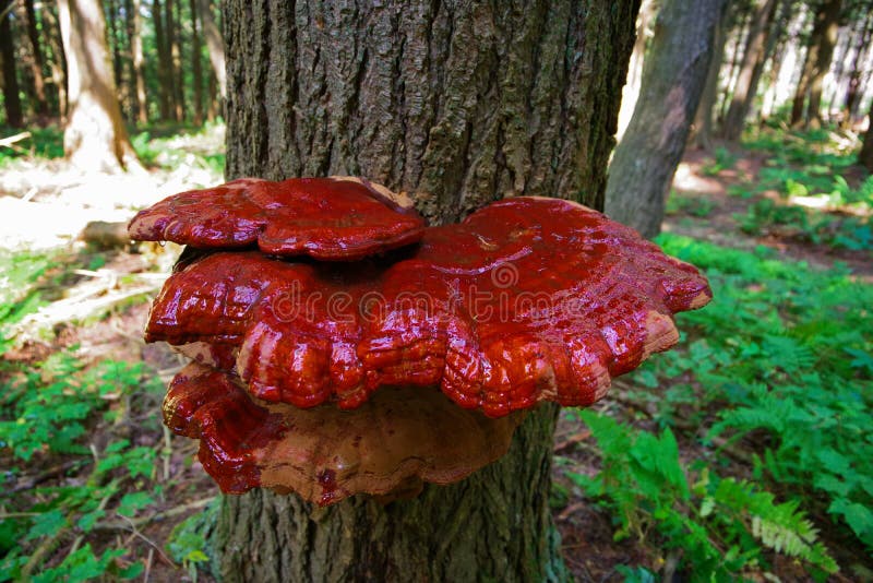 Mature Wild Reishi Mushroom growing on a tree in the Forest