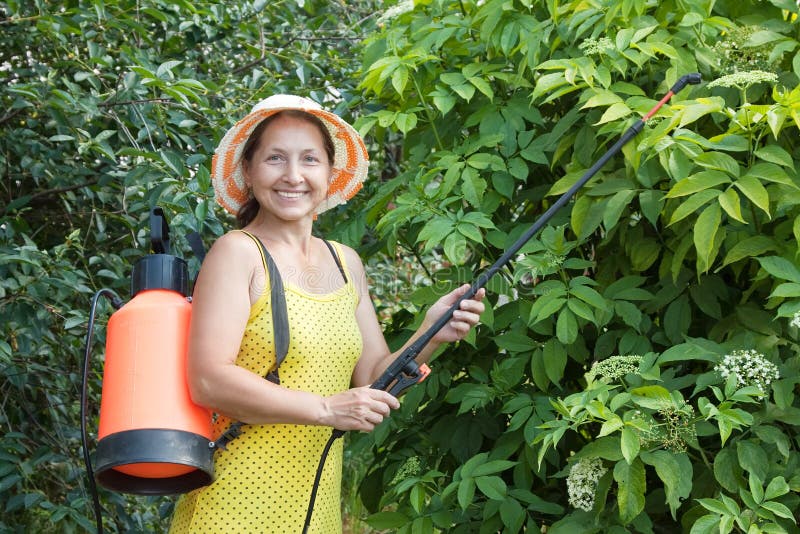 Mature woman spraying tree plant in orchard. Mature woman spraying tree plant in orchard