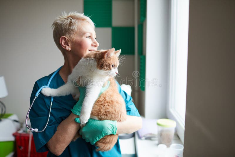cat happy after vet visit
