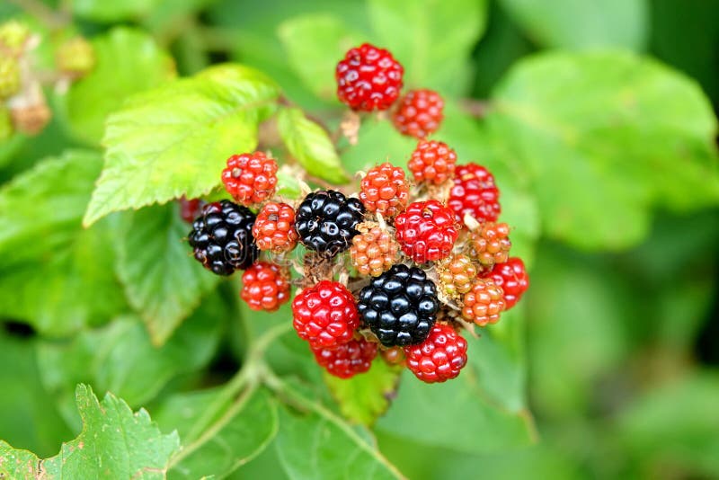Berries Forming on Blackberry Plant Stock Image Image of edible
