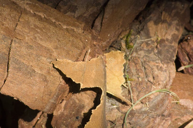 Matériel de déchet de bois, texture en bois, écorce rugueuse image stock Matériel de déchet de bois, texture en bois, écorce rugueuse image stock