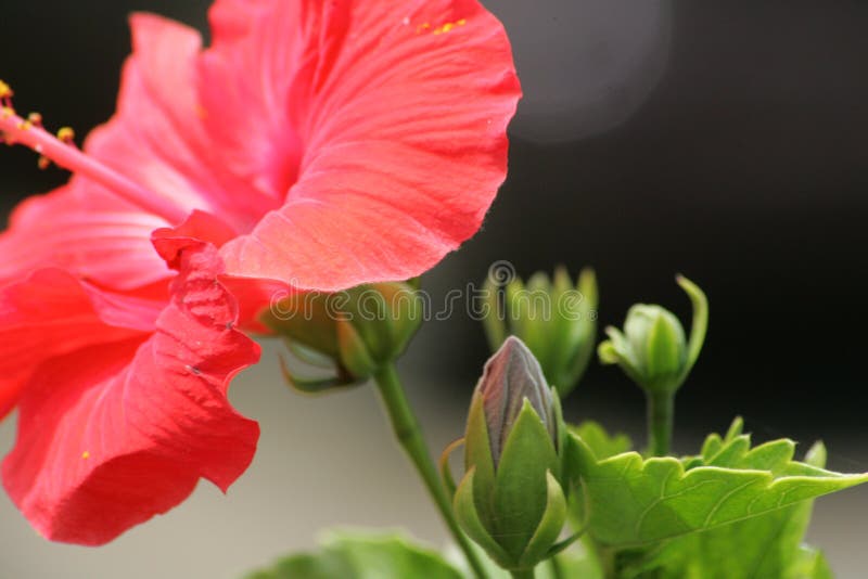 Maui flower stock photo. Image of plants, hibiscus, budding 1083018