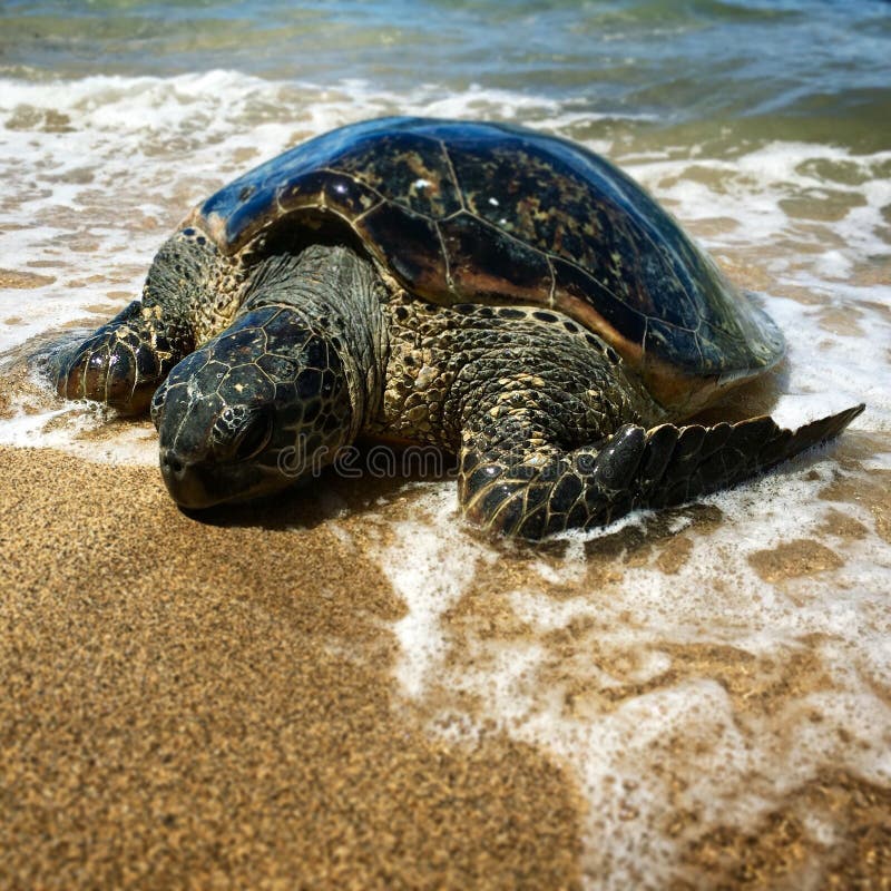 Maui Sea Turtle