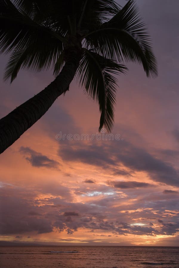 Palm tree on coast silhouetted against glowing sunset in Maui Hawaii. Palm tree on coast silhouetted against glowing sunset in Maui Hawaii.