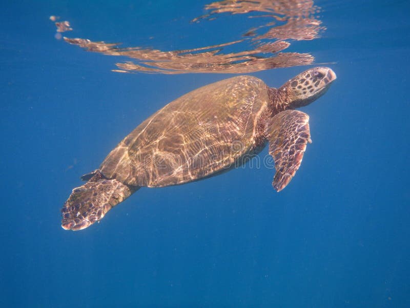 Maui turtle first breath out from the reef.