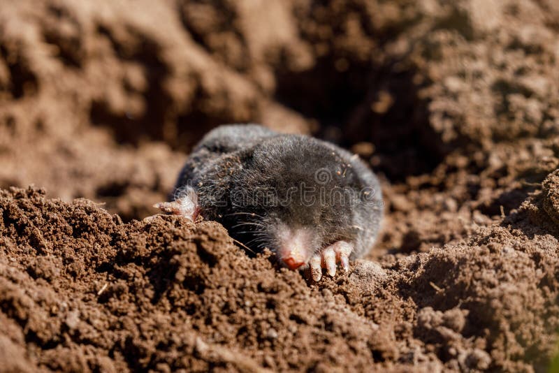Mole Und Maulwurfshügel Auf Garten Stockfoto Bild von tiere, maulwurf