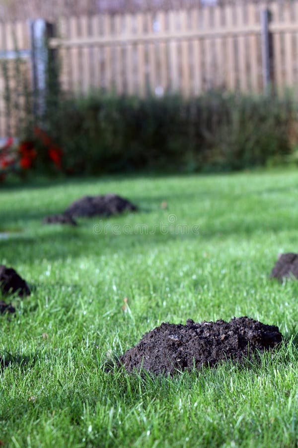 Neue Maulwurfshügel Im Garten Auf Schnee Stockbild Bild von schmutz