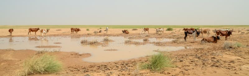 Mauritanian cattle with bulls and cows in the Sahara desert at waterhole, Mauritania, North Africa. Mauritanian cattle with bulls and cows in the Sahara desert at waterhole, Mauritania, North Africa.