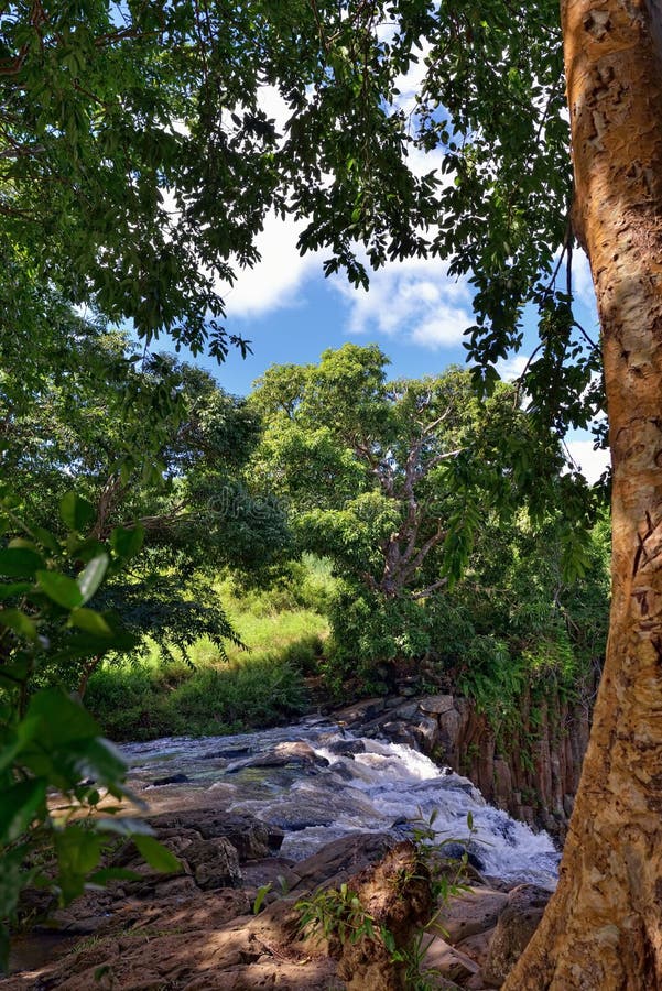 Jungle of Mauritius island. Tropical plants and river