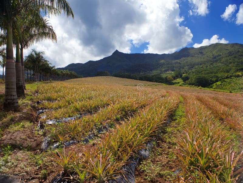Mauritius. Plantations of Pineapples in a Hilly Terrain.Landscape in a Sunny Day Stock Photo