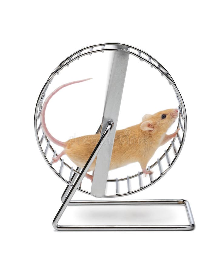 Maus auf Übungs-Rad stockfoto Maus auf Übungs-Rad stockfoto