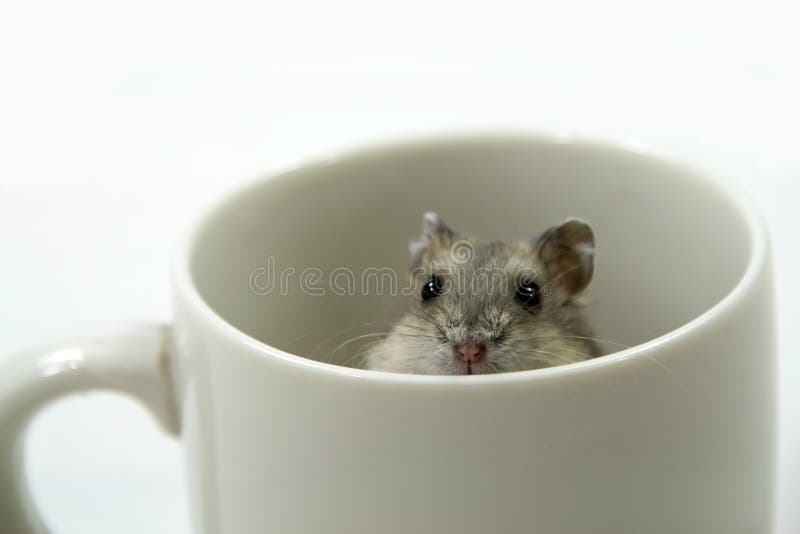 A little gray mouse peeks out from an empty coffee cup. A little gray mouse peeks out from an empty coffee cup.