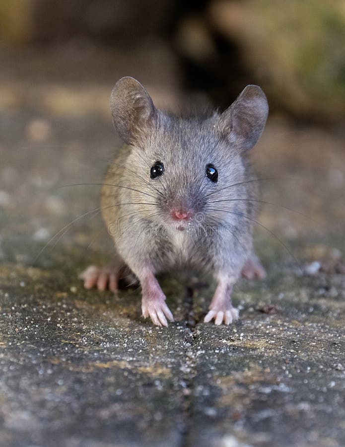 Haus Der Maus Stockfotos und Bilder Laden Sie 1,447