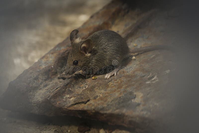 Gartenmaus stockbild. Bild von maus, ratte, ißt, seeds