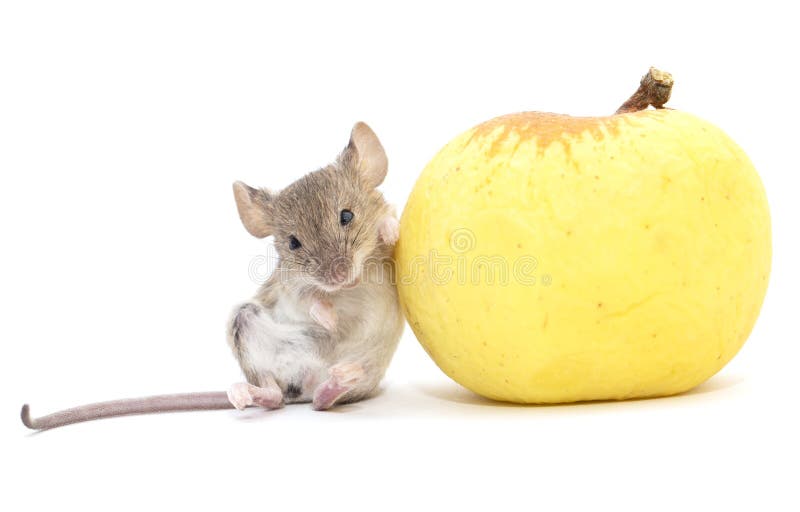 Maus auf Apfel stockbild. Bild von maus, haustier, pelz